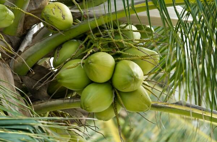 Cơ hội cho dừa tươi Việt Nam tiếp cận thị trường Trung Quốc