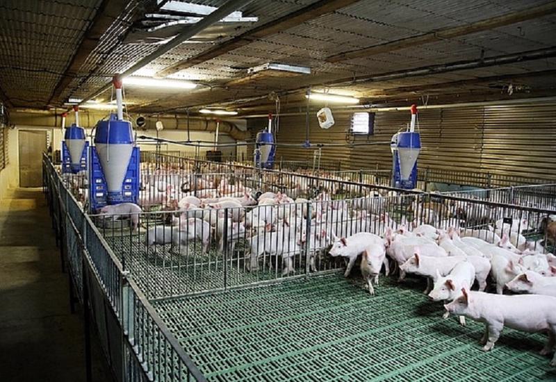 Sử dụng đòn bẩy công nghệ để giải quyết những khó khăn trong ngành chăn nuôi 