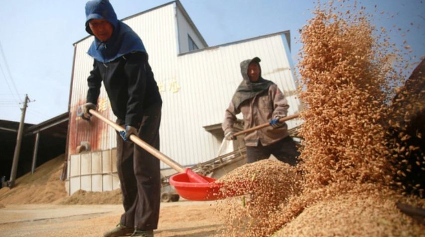 Trung Quốc treo thưởng 20.000 USD cho người tố cáo tham nhũng ngũ cốc