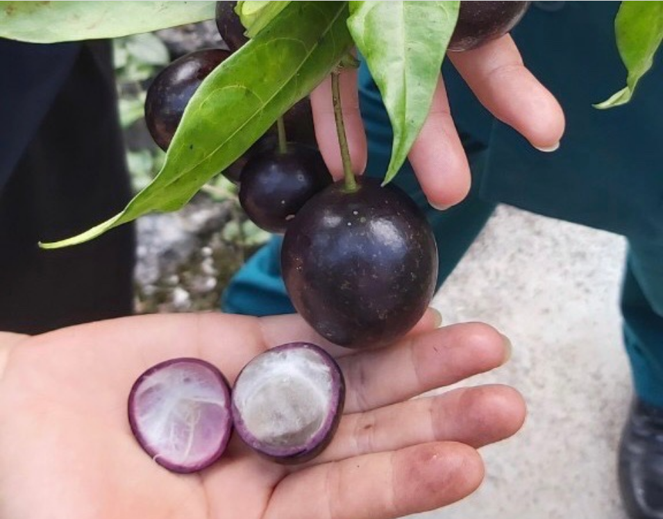 Phòng ngừa ngộ độc thực phẩm do độc tố tự nhiên có trong quả hồng châu