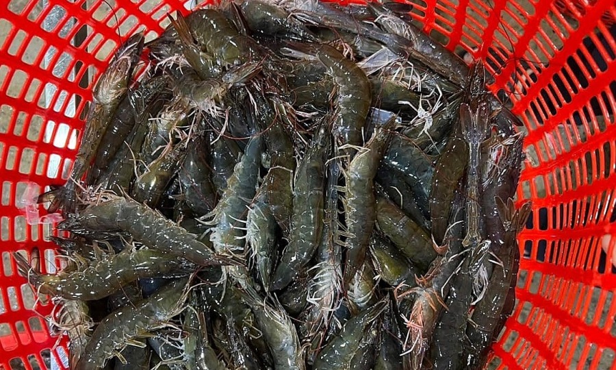 Giá tôm nguyên liệu đang ở mức thấp nhất kể từ đầu năm 2023