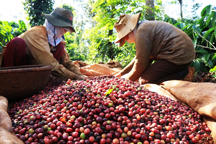 Quy định chống phá rừng của EU ảnh hưởng như thế nào đến sản xuất cà phê Việt Nam