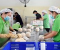 Việt Nam có thể xuất khẩu dừa sọ sang Hoa Kỳ ngay lập tức 