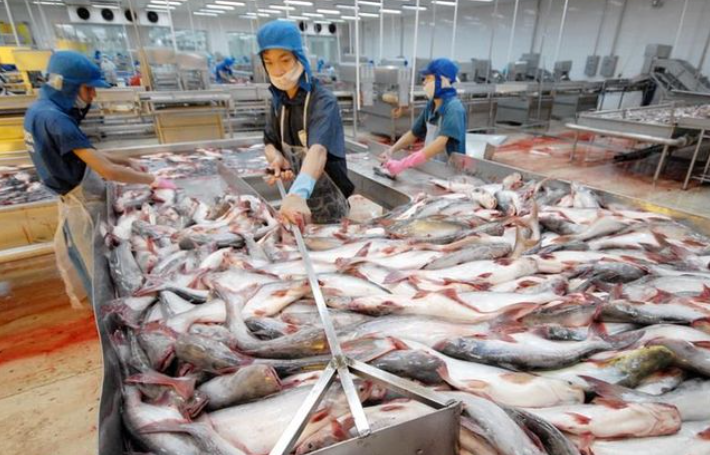 Xuất khẩu cá tra chạm mốc 1 tỷ USD, giảm nhẹ so với cùng kỳ