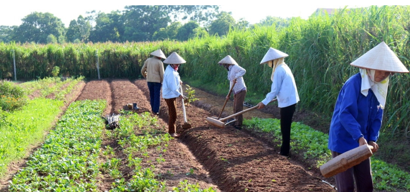 Hiệu quả từ chính sách hỗ trợ phát triển nông nghiệp hữu cơ