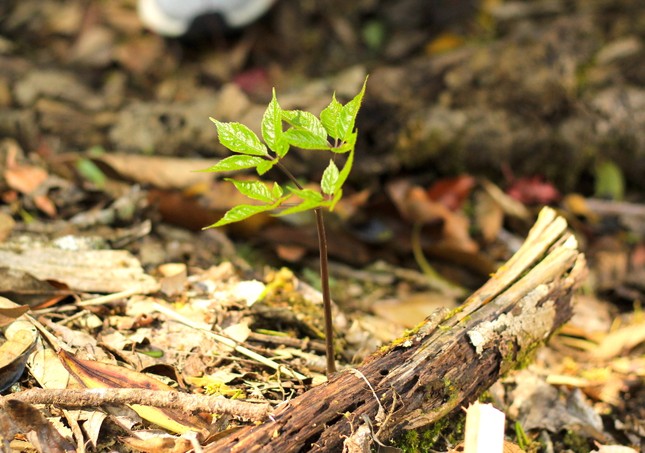 Hơn 12 nghìn củ Sâm Ngọc Linh được cấp chỉ dẫn địa lý