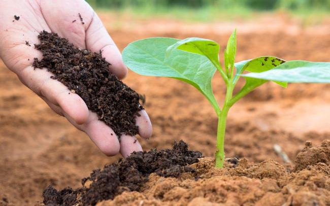 Giá phân bón hồi phục ngắn hạn trong bối cảnh nguồn cung cắt giảm