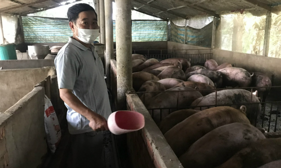 Heo được giá, nông dân Tiền Giang phấn khởi tái đàn 