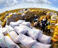Giá gạo xuất khẩu Việt Nam giữ vị trí cao nhất thế giới 