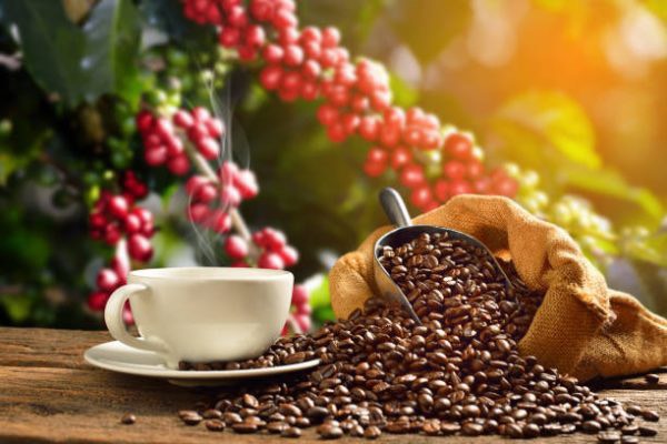 Giá cà phê hôm nay 89 Thị trường trong nước giảm 800 đồngkg