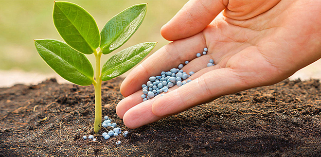 Cổ phiếu phân bón nổi sóng, tím lịm sau tin Trung Quốc ngừng xuất khẩu phân urê