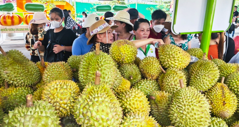 Sầu riêng vua các loại trái cây đối diện với nhiều rủi ro