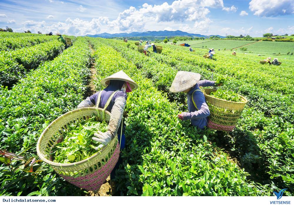 Phát huy tiềm năng, lợi thế của cây chè