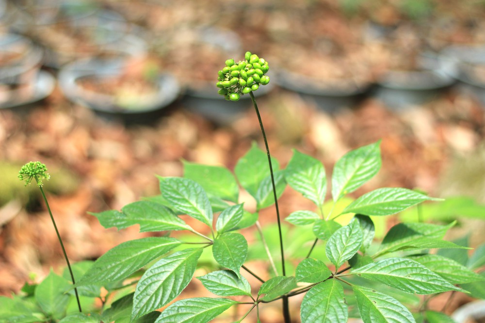 Kon Tum vận hành hệ thống máy phân tích sâm Ngọc Linh thật, giả