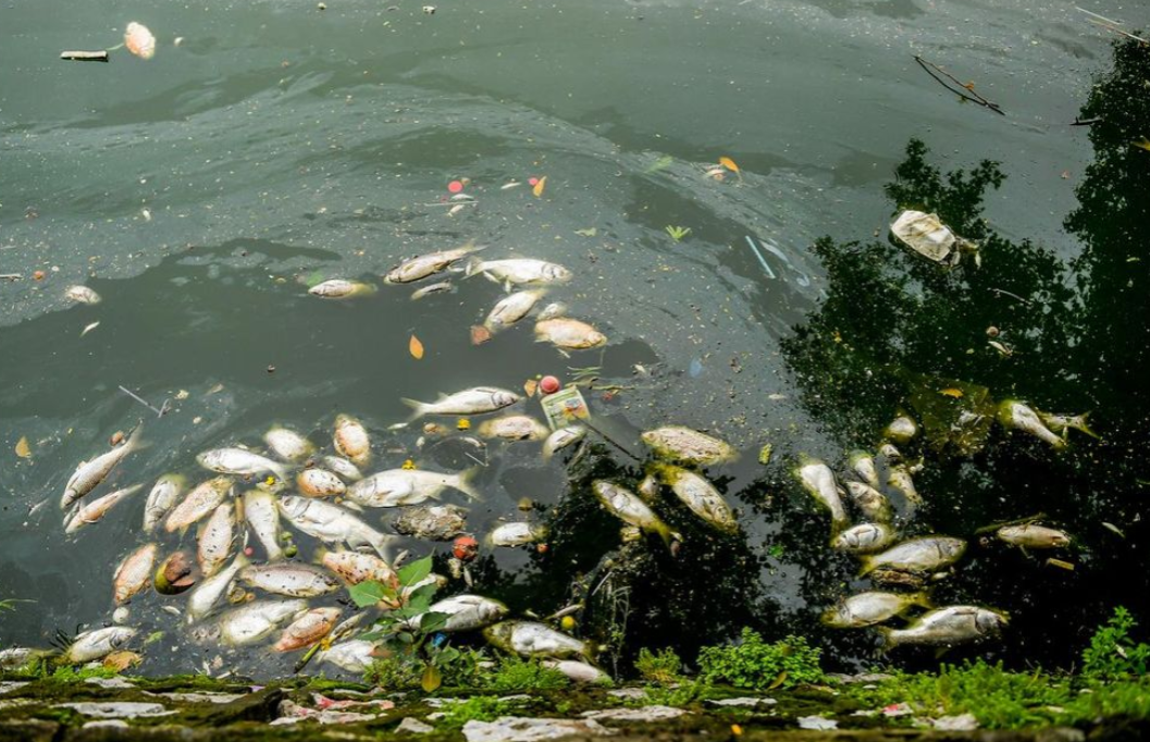 Lại xuất hiện cá chết ở Hồ Tây, dân ám ảnh vì mùi hôi nồng nặc