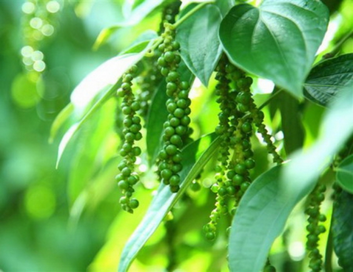 Giá tiêu hôm nay 199 Tiếp tục đi ngang