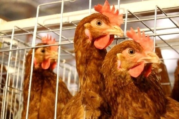 Gia cầm nhập lậu ồ ạt, Bộ NNPTNT đề nghị Cục C05 tăng cường kiểm tra chợ đầu mối