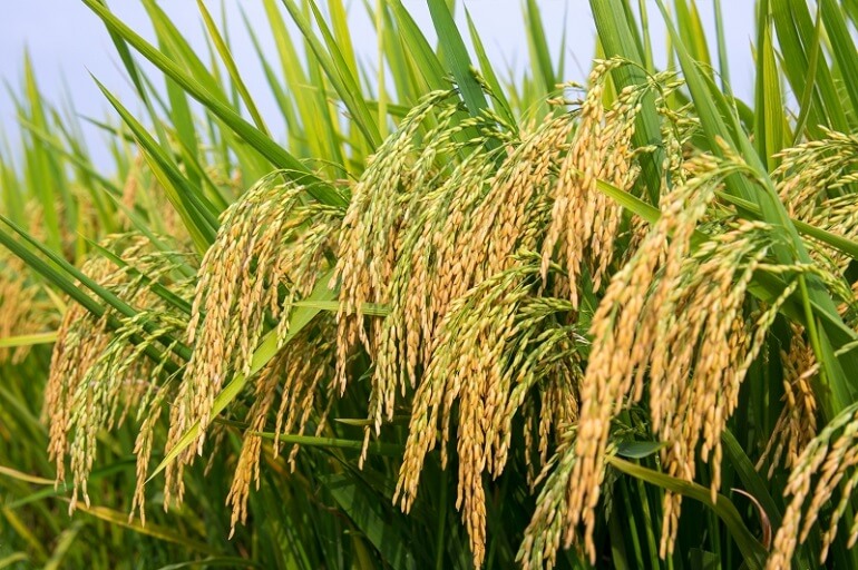 Giá lúa gạo hôm nay 239 Tiếp tục điều chỉnh giảm