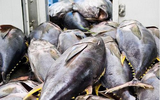 Chile tăng nhập khẩu cá ngừ Việt Nam