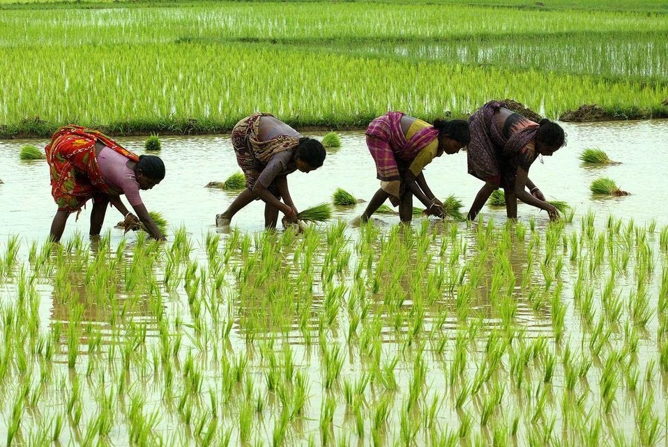 Ấn Độ sẽ giảm giá sàn cho gạo basmati xuất khẩu