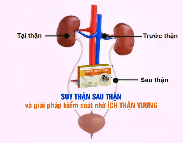 Suy thận sau thận và giải pháp kiểm soát hiệu quả nhờ Ích Thận Vương