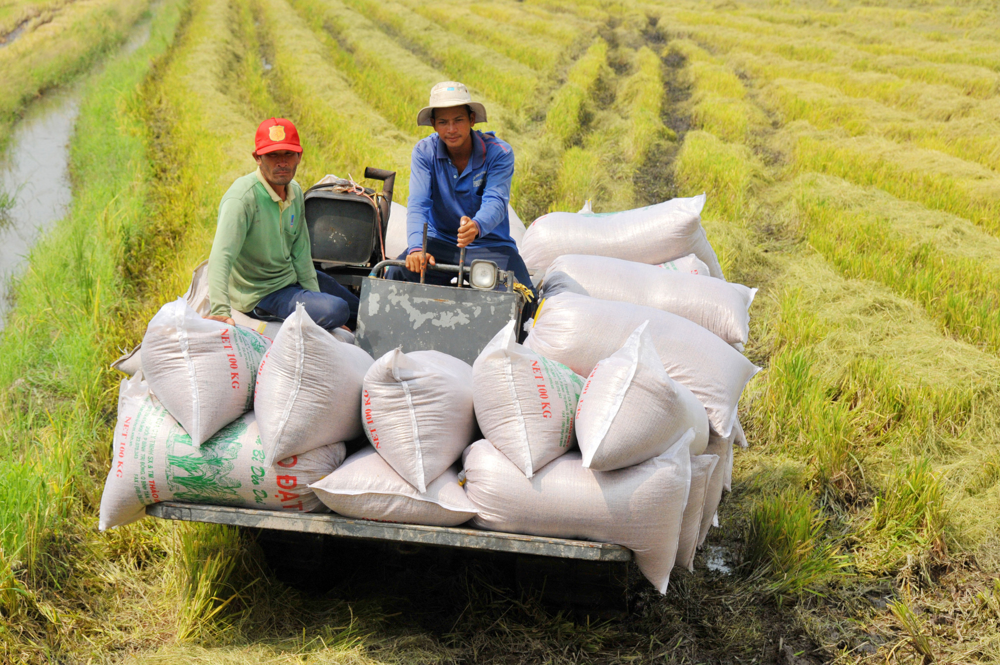 Xuất khẩu gạo Việt Nam thiết lập kỷ lục mới về giá trị