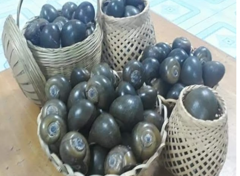 Sau một thời gian tăng cao, ốc bươu đen, ốc lác ở miền Tây giảm giá