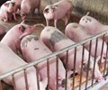 Giá heo hơi hôm nay 10/10 Giảm nhẹ trên cả ba miền 