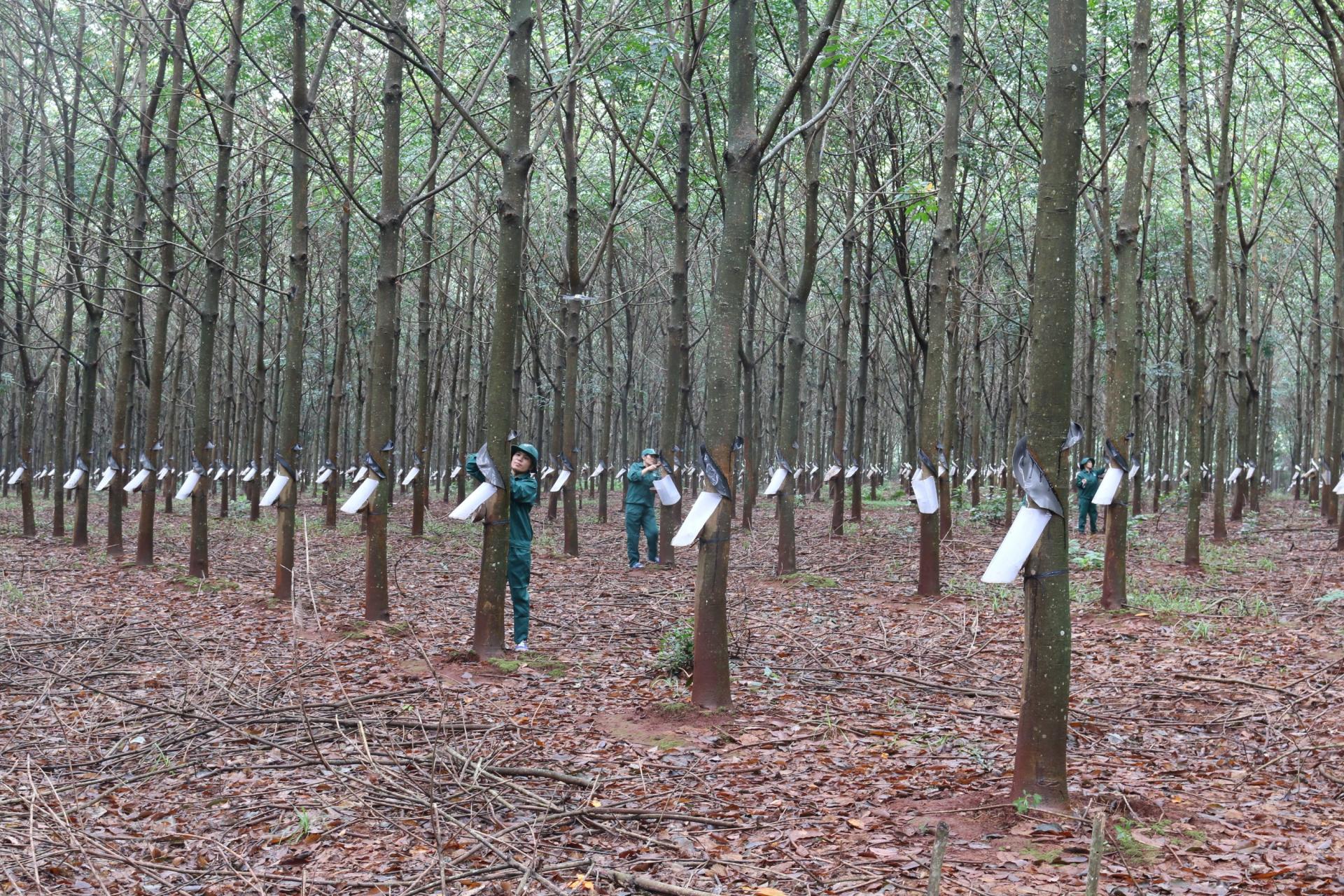 Cao su Đắk Lắk (DRI) bị phạt và truy thu thuế gần 3 tỷ đồng