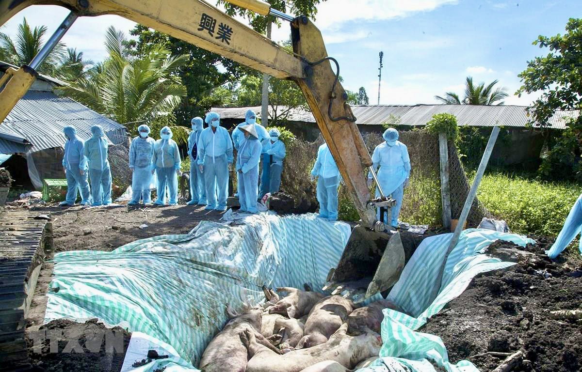 Người chăn nuôi được hỗ trợ 38.000 đồngkg heo hơi bị tiêu hủy do dịch bệnh