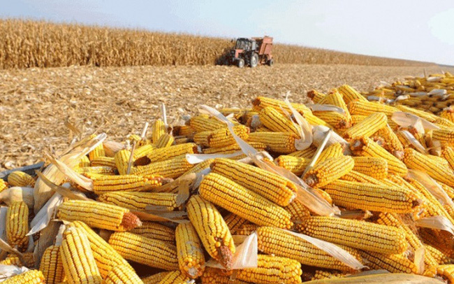 Thị trường hàng hóa 0211 Lực bán chiếm ưu thế trên cả 4 nhóm hàng hóa nguyên liệu