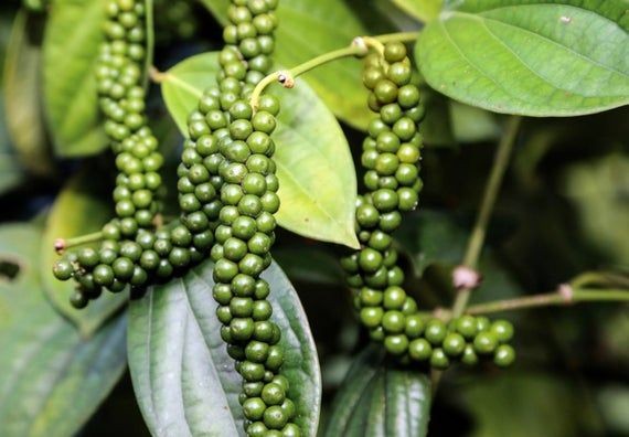 Giá tiêu hôm nay 511 Dao động trong khoảng 65.500 - 68.500 đồngkg