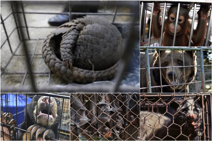 Bỏ quy định dừng nhập khẩu động vật hoang dã