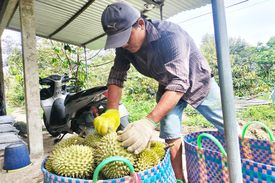 Bến Tre khuyến cáo nông dân không bán trái sầu riêng non