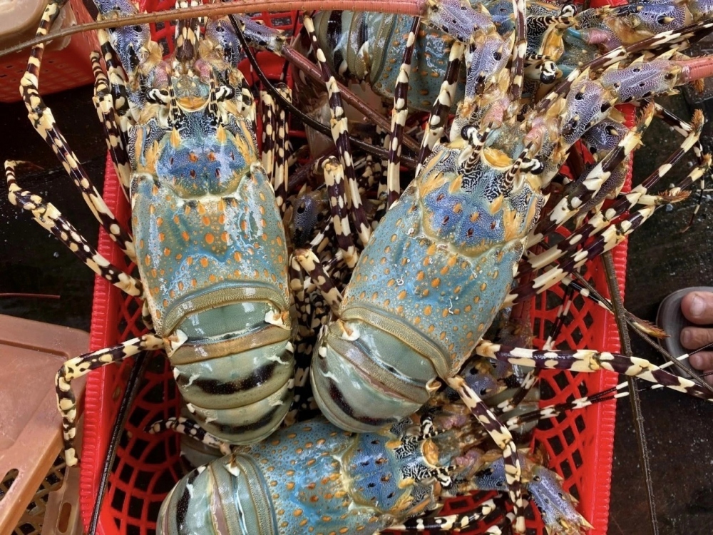 Trung Quốc ngưng nhập khẩu giá tôm hùm bông giảm một nửa vẫn ế 