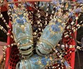 Trung Quốc ngưng nhập khẩu giá tôm hùm bông giảm một nửa vẫn ế 