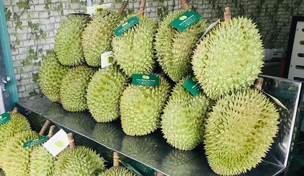 Giá sầu riêng bị đẩy lên cao, nhiều doanh nghiệp xuất khẩu gặp khó