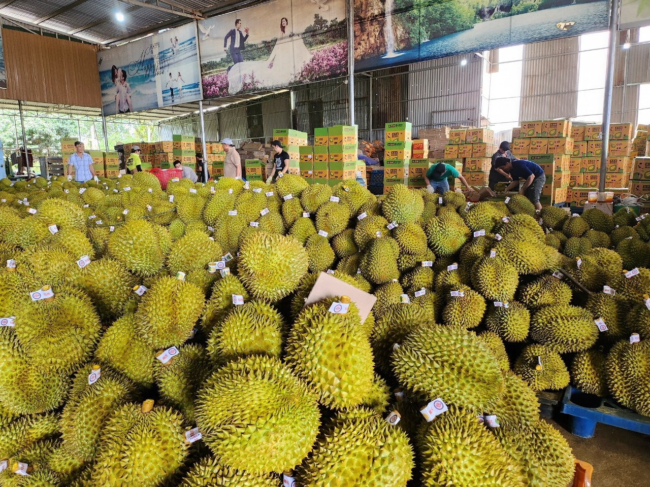 Xuất khẩu rau quả có thể chạm mốc kỷ lục 6 tỷ USD trong năm 2023