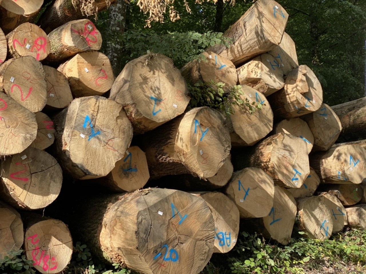 Tạm ngừng tạm nhập tái xuất gỗ tròn gỗ xẻ từ Lào và Campuchia