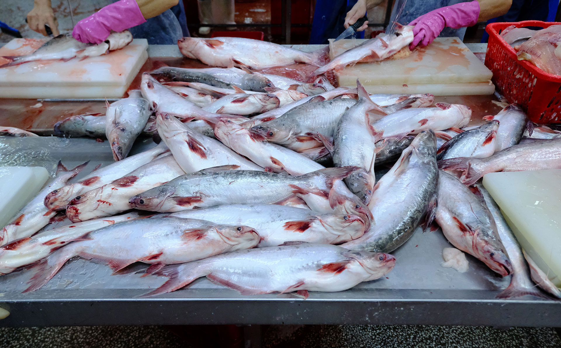 Đã giải ngân gần 9.000 tỷ đồng gói tín dụng 15.000 tỷ đồng cho lâm, thủy sản