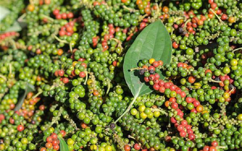 Giá tiêu hôm nay 2511 Duy trì ổn định