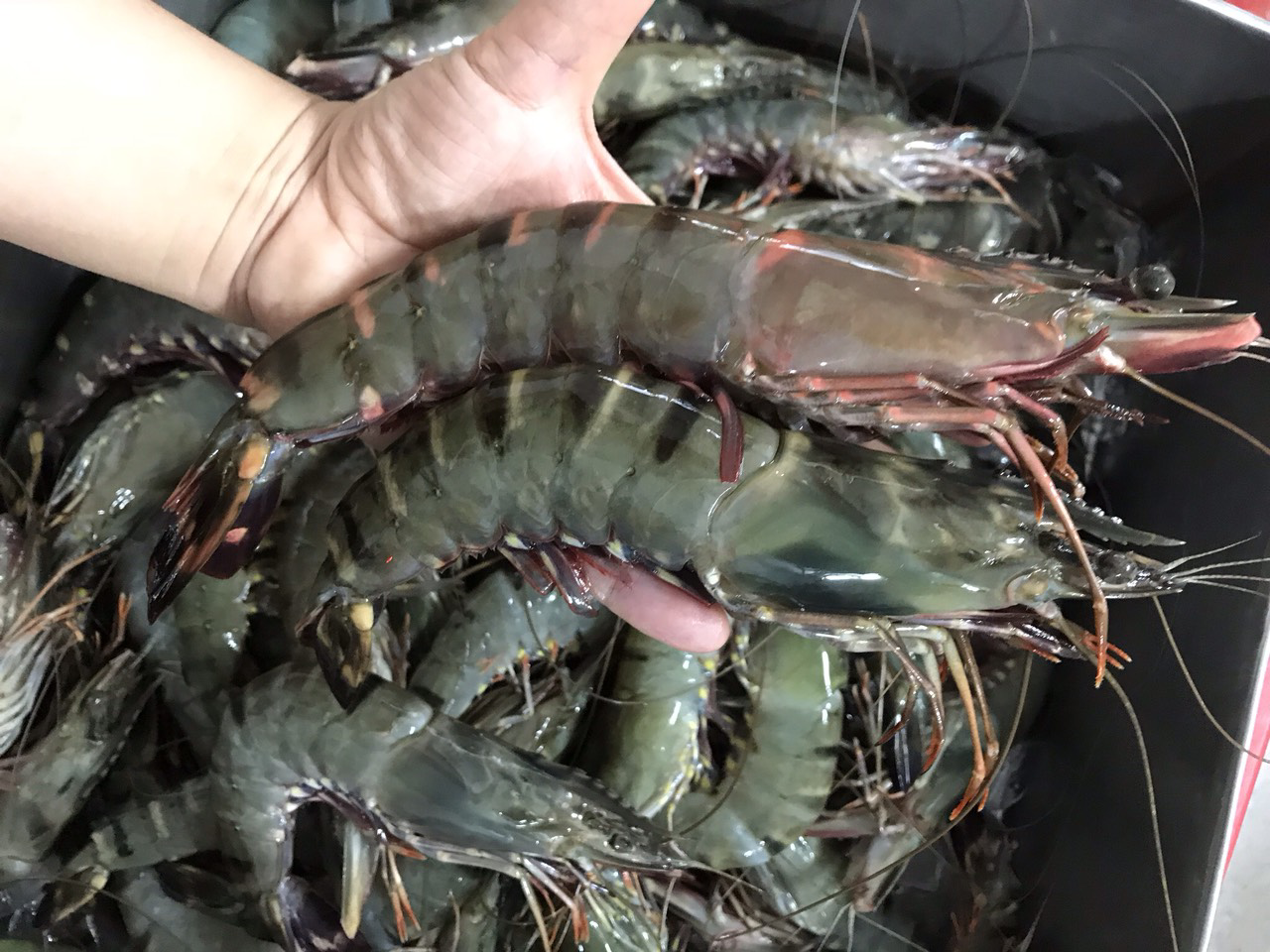 Xuất khẩu tôm sang Trung Quốc có thể lấy lại đà tăng trưởng dương trong 2 tháng cuối năm