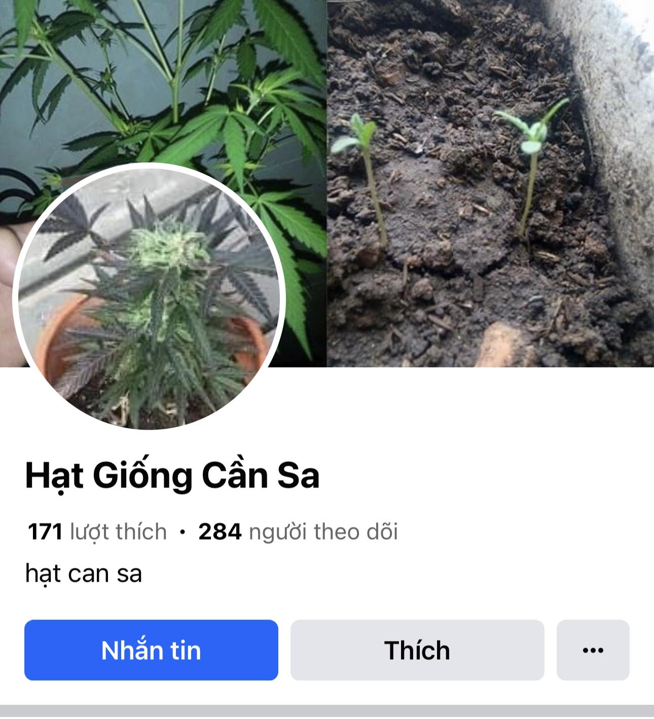Công khai mua bán, hướng dẫn trồng cây cần sa trên MXH