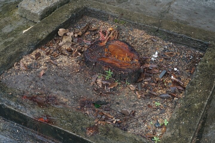 Đốn cây không báo chủ nhà, công ty cây xanh phải bồi thường 12 triệu