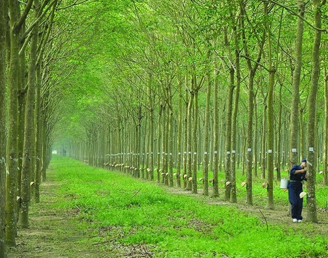Giá cao su hôm nay 912 Tiếp tục tăng nhẹ