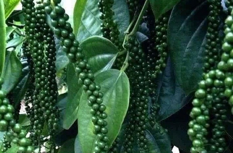 Giá tiêu hôm nay 1012 Tiếp tục tăng