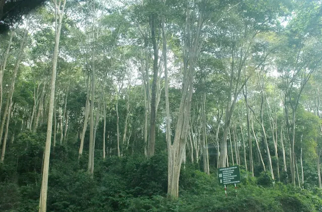 Lần đầu tiên Việt Nam có thu nhập lớn từ bán tín chỉ carbon rừng