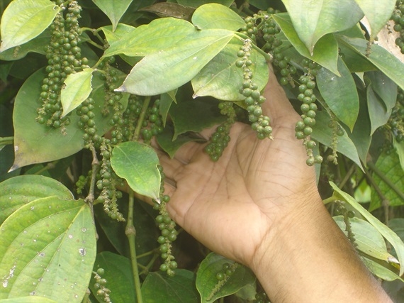 Giá tiêu hôm nay 2512 Cao nhất 82.000 đồngkg