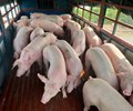 Giá heo hơi hôm nay 8/1 Cao nhất 52.000 đồng/kg 