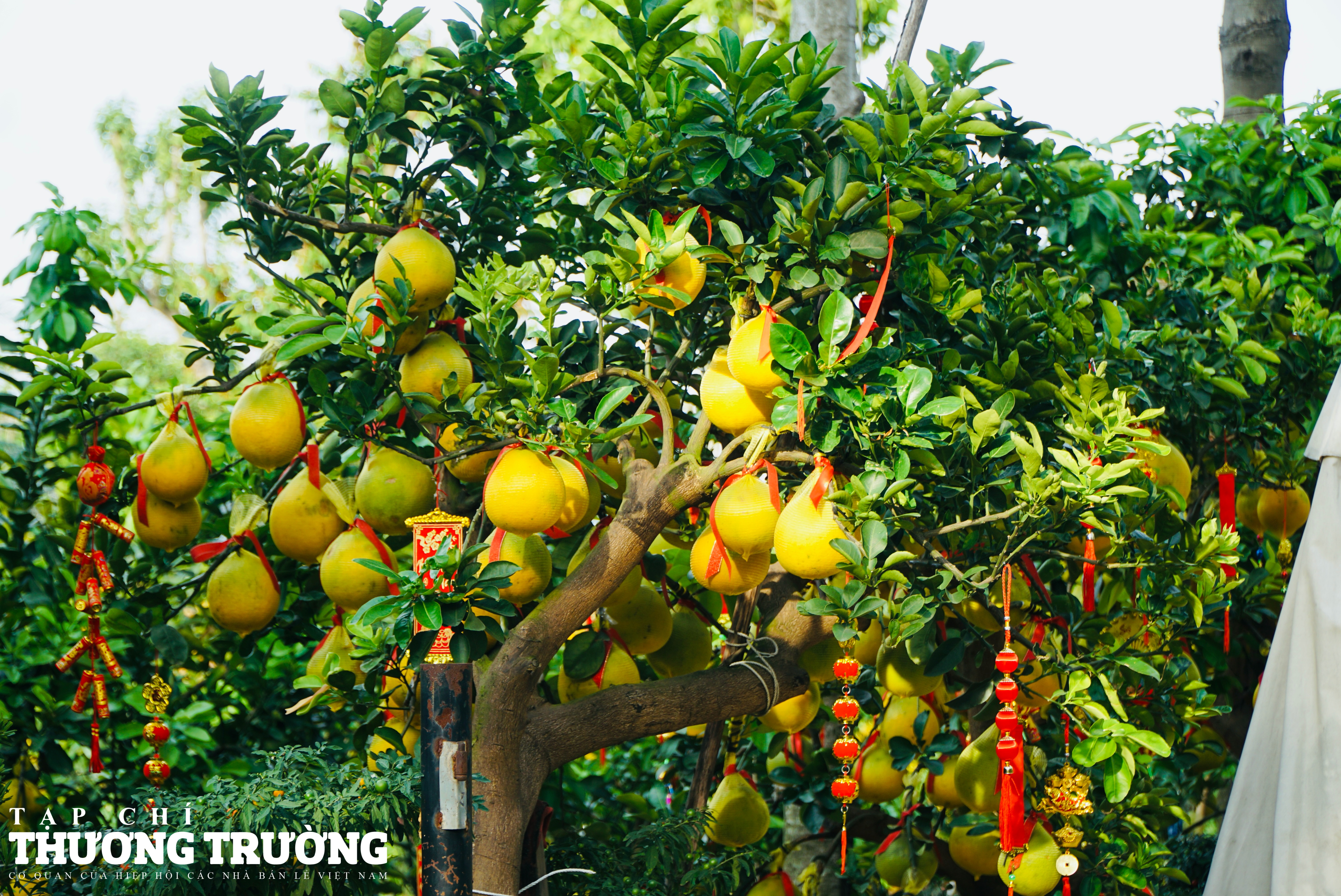 Cây Bưởi Diễn quả vàng sai trĩu chưngTết được lòng khách chơi cây cảnh Sài Gòn